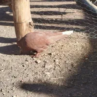 جفت گلی دم سفیدمادش زردبا ماده پلنگ حق