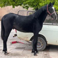 فروش فوری بدلیل نداشتن جای نگهداری