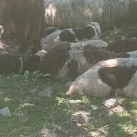 فروش ۵۰عددمیش وبره سوسن گوراب