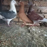 کبوتر|پرنده|شوشتر, |دیوار