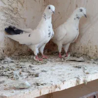 کفتر پرشی|پرنده|ساوه, |دیوار