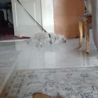 فروش مبل چوبی ومیز عسلی ومیزتلویزیون