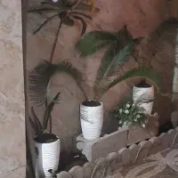 گل سیکاس با گلدان