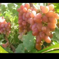 انگور آب گیری کیلوی ۵۵هزار تومان