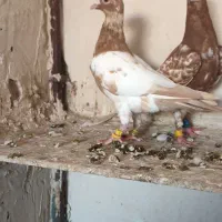 کفتر کارل میولمنز