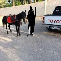 اسب|اسب و تجهیزات اسب‌سواری|بم, |دیوار