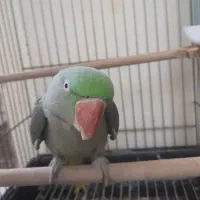 شاه طوطی رام رخ در رخ سخنگو|پرنده|ساری, |دیوار