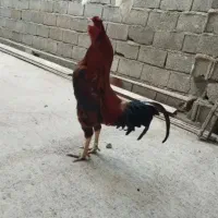 خروس دورگه لاری