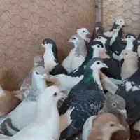 کفتر شهرستانی|پرنده|مشکیندشت, |دیوار