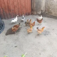 مرغ ارگانیک تخمی|حیوانات مزرعه|مشهد, چهنو|دیوار