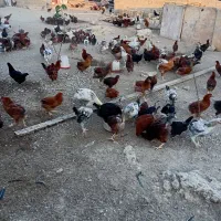 مرغ خروس گلپایگان|حیوانات مزرعه|هشتگرد, شهرک وحدت|دیوار