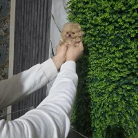 پامرانین عسلی ۳۹۰ گرمی