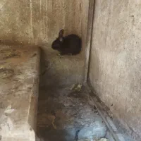 خرگوش|موش و خرگوش|ارومیه, |دیوار