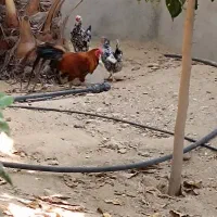 مرغ وخروس شهری ومهلی اصل|حیوانات مزرعه|قشم, |دیوار