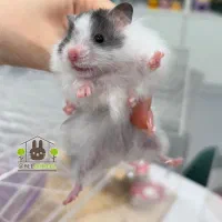 همستر روبروفسکی|موش و خرگوش|ایلام, |دیوار