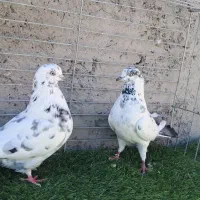 کفتر|پرنده|بهاباد, |دیوار