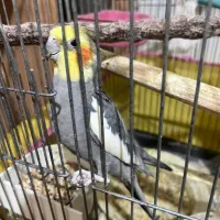 عروس جفت با جوجه|پرنده|قم, شاه سید علی|دیوار