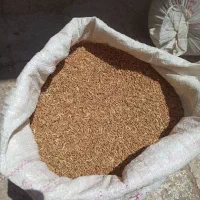 گندم واسه کشت و مرغ جوجه