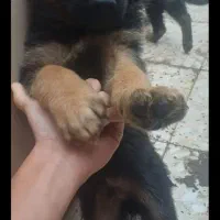 ژرمن ۷ماه نر