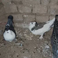 کبوتر رنگی معامله با سبز|پرنده|سراوان, |دیوار