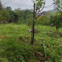 636متر زمین ویلایی مسکونی در شیرآباد|فروش زمین و ملک کلنگی|حویق, |دیوار