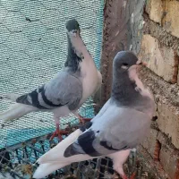 کفتر|پرنده|شیراز, شهرک رضوان|دیوار