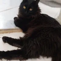 گربه Dlh پسر ۲ ساله حرف گوش کن و خوش انرژی|گربه|تهران, جیحون|دیوار