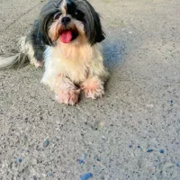 شیتزو عروسکی ماده|سگ|رشت, گلسار|دیوار