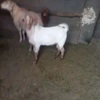 بزغاله دورگ سانن نر|حیوانات مزرعه|باخزر, |دیوار