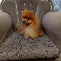 واگذاری سگ پامر یا پامرین نر|سگ|آکند, |دیوار