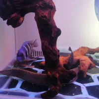 ویجا-تایگر-ایل|ماهی|سنندج, |دیوار