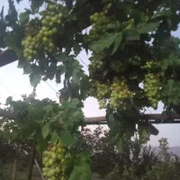 فروش یا معاوضه باغ میوه|فروش دفتر صنعتی، کشاورزی، تجاری|شازند, |دیوار