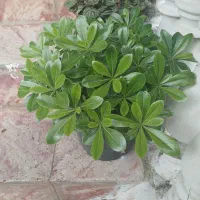 گل های پتسپروم(میخک)