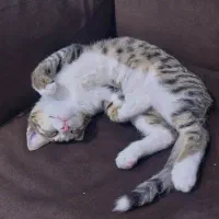 گربه شناسنامه دار 6 ماهه|گربه|اندیشه, اندیشه فاز ۱|دیوار