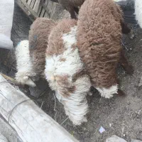 گوسفند و بره فروشی چاق همراه با قصابی|حیوانات مزرعه|اهواز, کوی طلاب|دیوار