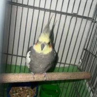 عروس هلندی|پرنده|فردیس, شهرک ناز|دیوار