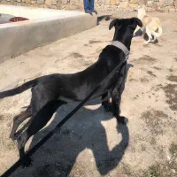 گریت دین نر|سگ|شیروان (خراسان), |دیوار