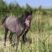 اسب کورد درجه یک|اسب و تجهیزات اسبسواری|بوکان, |دیوار