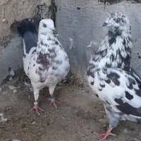 اراکی و پرشی|پرنده|قم, رضویه|دیوار