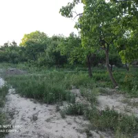 فروش-باغ-میوه