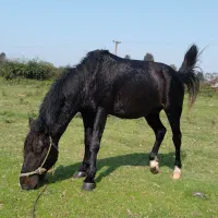 نریان سال ۸ باری سواری|اسب و تجهیزات اسبسواری|شفت, |دیوار