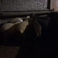 ۹عدد بره نر مناسب پروار
