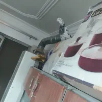کبوتر|پرنده|یزد, |دیوار