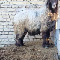 گوسفند زنده بره