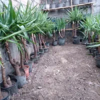 فروش انواع گل سانسوریاویوکا