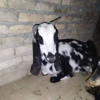 بزسلاخی