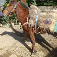 اسب پرقدرت سواری و باری