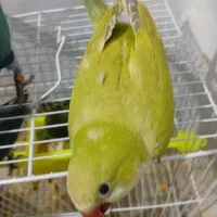 راهب جفت باتست