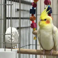 فروش عروس هلندی|پرنده|کرج, کوی کارمندان جنوبی|دیوار