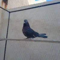 کبوتر مهر شده